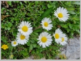 Slika_125.webp