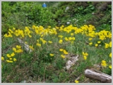 Slika_155.webp