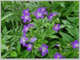 Slika_174.webp