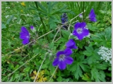 Slika_036.webp