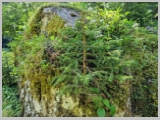 Slika_039.webp