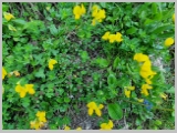 Slika_040.webp