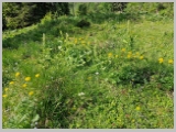 Slika_044.webp