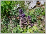 Slika_084.webp