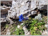 Slika_100.webp