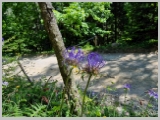 Slika_198.webp