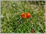 Slika_062.webp