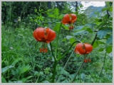 Slika_006.webp
