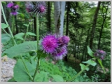 Slika_026.webp