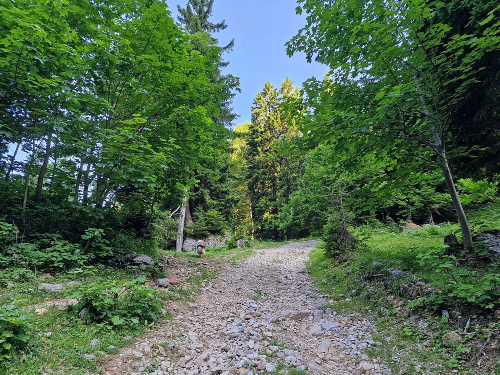 Slika je vidna v Google Chromu.