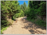 Slika_041.webp