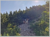 Slika_077.webp
