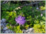 Slika_083.webp