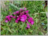 Slika_101.webp