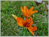 Slika_103.webp