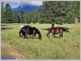 Slika_044.webp