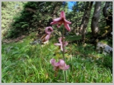 Slika_058.webp