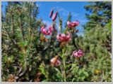 Slika_061.webp