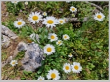 Slika_101.webp