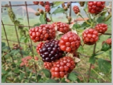 Slika_006.webp