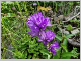 Slika_041.webp