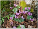 Slika_025.webp