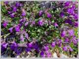 Slika_052.webp