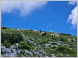 Slika_121.webp