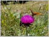 Slika_152.webp