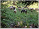 Slika_078.webp