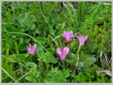 Slika_006.webp