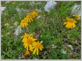 Slika_034.webp