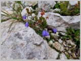 Slika_037.webp