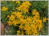 Slika_050.webp