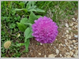 Slika_095.webp