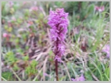 Slika_037.webp