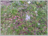 Slika_041.webp