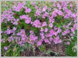 Slika_042.webp