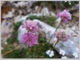 Slika_063.webp