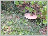 Slika_074.webp