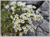 Slika_079.webp