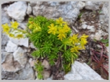 Slika_088.webp