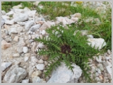 Slika_089.webp