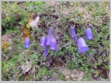 Slika_102.webp