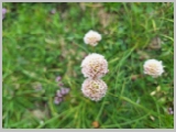 Slika_108.webp