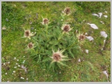 Slika_109.webp