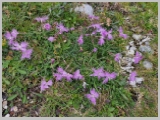 Slika_130.webp