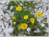Slika_131.webp