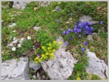 Slika_135.webp
