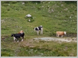 Slika_155.webp